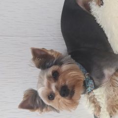 Подробнее об объявлении «Пропала собака кобель йоркширский терьер. кобелек 5 лет Железноводск(Ставропольский)» Фото: пропала собака Йоркширский терьер «Пропала собака кобель йоркширский терьер....» в г. Железноводск(Ставропольский)