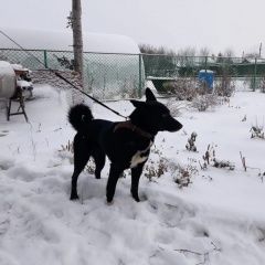 Подробнее об объявлении «Пропала собака кобель Сухой Лог» Фото: пропала собака  «Пропала собака кобель Сухой Лог» в г. Сухой Лог
