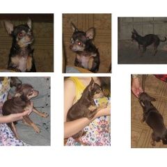 Подробнее об объявлении «Пропала собака Симферополь» Фото: пропала собака Чихуахуа «Пропала собака Симферополь» в г. Симферополь