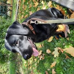 Подробнее об объявлении «Пропала собака лабрадор джесси.прошу вернуть за вознагр Владикавказ» Фото: пропала собака Лабрадор ретривер «Пропала собака лабрадор джесси.прошу вернуть за...» в г. Владикавказ