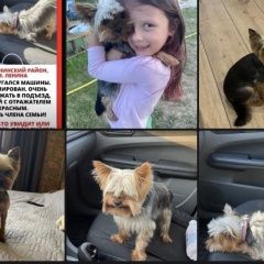 Подробнее об объявлении «Москва Пропала собака кобель кличка:лео. кобель. совхоз имени ленина» Фото: пропала собака Йоркширский терьер «Москва Пропала собака кобель кличка:лео....» в г. Москва