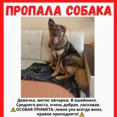 Подробнее об объявлении «Павловск (Ленинградская обл.) Пропала собака спб и ло» Фото: пропала собака Немецкая овчарка «Павловск (Ленинградская обл.) Пропала собака...» в г. Павловск (Ленинградская обл.)
