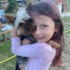 Подробнее об объявлении «Видное Пропала собака кобель йокширский терьер лео 5 лет мальчик» Фото: пропала собака  «Видное Пропала собака кобель йокширский терьер...» в г. Видное