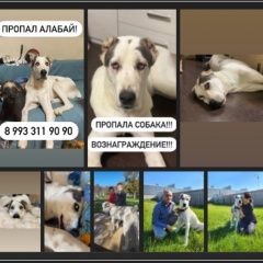 Подробнее об объявлении «Анапа Пропала собака кобель алабай» Фото: пропала собака Среднеазиатская овчарка «Анапа Пропала собака кобель алабай» в г. Анапа