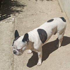 Подробнее об объявлении «Пропала собака кобель большая утрата для семьи Симферополь» Фото: пропала собака Французский бульдог «Пропала собака кобель большая утрата для семьи...» в г. Симферополь