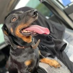 Подробнее об объявлении «Ачинск Пропала собака кобель такса» Фото: пропала собака  «Ачинск Пропала собака кобель такса» в г. Ачинск