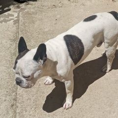 Подробнее об объявлении «Пропала собака кобель французский бульдог Симферополь» Фото: пропала собака Французский бульдог «Пропала собака кобель французский бульдог...» в г. Симферополь