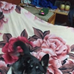 Подробнее об объявлении «Видное Пропала собака метис хаски» Фото: пропала собака  «Видное Пропала собака метис хаски» в г. Видное