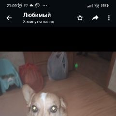 Картинка пропала собака В городе Копейск потерялся песель. Копейск