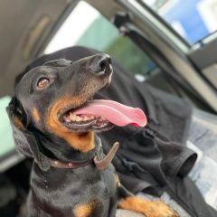 Подробнее об объявлении «Ачинск Пропала собака кобель» Фото: пропала собака Такса «Ачинск Пропала собака кобель» в г. Ачинск