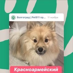 Подробнее об объявлении «Волгоград Пропала собака кобель шпиц помогите» Фото: пропала собака  «Волгоград Пропала собака кобель шпиц помогите» в г. Волгоград