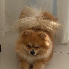 Подробнее об объявлении «Пропала собака шпиц в нюр Чебоксары» Фото: пропала собака  «Пропала собака шпиц в нюр Чебоксары» в г. Чебоксары