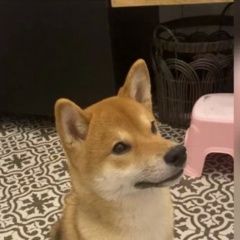 Подробнее об объявлении «Тбилиси Пропала собака кобель» Фото: пропала собака Акита-ину «Тбилиси Пропала собака кобель» в г. Тбилиси