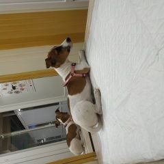 Подробнее об объявлении «Пропала собака помогите пожалуйста найти дитя Симферополь» Фото: пропала собака Джек рассел терьер «Пропала собака помогите пожалуйста найти дитя...» в г. Симферополь