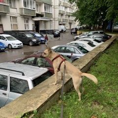 Подробнее об объявлении «Тбилиси Пропала собака в парке ваке» Фото: пропала собака  «Тбилиси Пропала собака в парке ваке» в г. Тбилиси