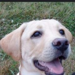 Подробнее об объявлении «Пропала собака кобель лабрадор 5 месяцев Ставрополь» Фото: пропала собака Лабрадор ретривер «Пропала собака кобель лабрадор 5 месяцев...» в г. Ставрополь