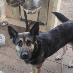 Подробнее об объявлении «Белоярский (Свердловская обл.) Пропала собака» Фото: пропала собака Немецкая овчарка «Белоярский (Свердловская обл.) Пропала собака» в г. Белоярский (Свердловская обл.)