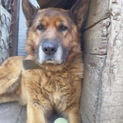 Подробнее об объявлении «Омск Пропала собака кобель немецкая овчарка, кабель» Фото: пропала собака Немецкая овчарка «Омск Пропала собака кобель немецкая овчарка,...» в г. Омск