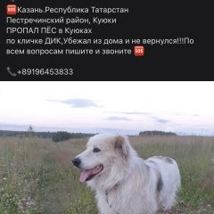 Подробнее об объявлении «Казань Пропала собака кобель пёс» Фото: пропала собака  «Казань Пропала собака кобель пёс» в г. Казань