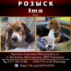Подробнее об объявлении «Пропала собака розыск собаки Сергиев Посад» Фото: пропала собака  «Пропала собака розыск собаки Сергиев Посад» в г. Сергиев Посад