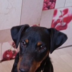 Подробнее об объявлении «Пропала собака кобель Серышево» Фото: пропала собака Ягд-терьер «Пропала собака кобель Серышево» в г. Серышево