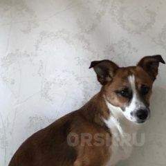 Подробнее об объявлении «Орск Пропала собака кобель помесь с джек рассел» Фото: пропала собака Джек рассел терьер «Орск Пропала собака кобель помесь с джек рассел» в г. Орск