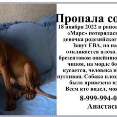 Подробнее об объявлении «Москва Пропала собака» Фото: пропала собака Родезийский риджбек «Москва Пропала собака» в г. Москва