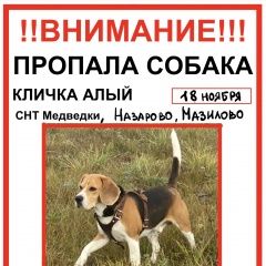 Подробнее об объявлении «Пропала собака кобель Истра» Фото: пропала собака Бигль «Пропала собака кобель Истра» в г. Истра