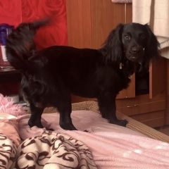 Подробнее об объявлении «Анапа Пропала собака кобель пёс по кличке нацу» Фото: пропала собака  «Анапа Пропала собака кобель пёс по кличке нацу» в г. Анапа