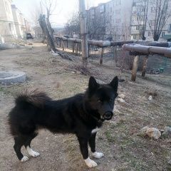 Картинка пропала собака В городе Артемовский (Приморский край) потерян пёсель. Артемовский (Приморский край)