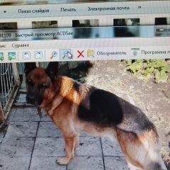 Подробнее об объявлении «Пенза Пропала собака кобель помогите найти за вознаграждение» Фото: пропала собака Немецкая овчарка «Пенза Пропала собака кобель помогите найти за...» в г. Пенза