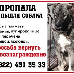 Подробнее об объявлении «Сургут Пропала собака» Фото: пропала собака  «Сургут Пропала собака» в г. Сургут