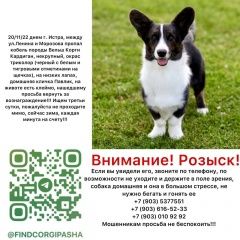 Подробнее об объявлении «Пропала собака кобель Истра» Фото: пропала собака Вельш корги «Пропала собака кобель Истра» в г. Истра