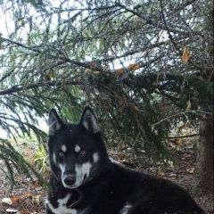 Подробнее об объявлении «Пропала собака вознаграждение Кинешма» Фото: пропала собака  «Пропала собака вознаграждение Кинешма» в г. Кинешма