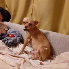 Подробнее об объявлении «Пропала собака кобель три года назад в стругах красных Струги-Красные» Фото: пропала собака  «Пропала собака кобель три года назад в стругах...» в г. Струги-Красные