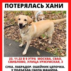 Подробнее об объявлении «Москва Пропала собака хани найдись» Фото: пропала собака  «Москва Пропала собака хани найдись» в г. Москва