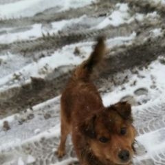 Подробнее об объявлении «Пропала собака кобель Кинешма» Фото: пропала собака  «Пропала собака кобель Кинешма» в г. Кинешма