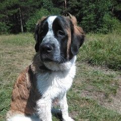 Подробнее об объявлении «Пропала собака вознаграждение 25000 Дегтярск» Фото: пропала собака Московская сторожевая «Пропала собака вознаграждение 25000 Дегтярск» в г. Дегтярск