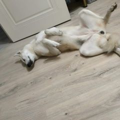 Подробнее об объявлении «Анапа Пропала собака, лайка, девочка» Фото: пропала собака  «Анапа Пропала собака, лайка, девочка» в г. Анапа