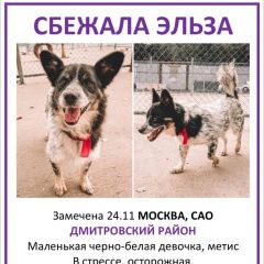 Подробнее об объявлении «Москва Пропала собака эльза сбежала на прогулке» Фото: пропала собака  «Москва Пропала собака эльза сбежала на прогулке» в г. Москва