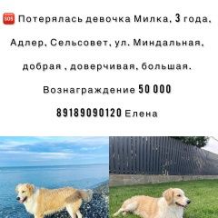 Подробнее об объявлении «Пропала собака в адлере. Сочи» Фото: пропала собака  «Пропала собака в адлере. Сочи» в г. Сочи