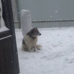 Подробнее об объявлении «Набережные Челны Пропала собака кобель» Фото: пропала собака  «Набережные Челны Пропала собака кобель» в г. Набережные Челны