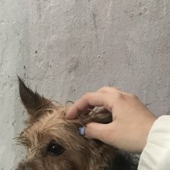 Подробнее об объявлении «Липецк Пропала собака кобель» Фото: пропала собака  «Липецк Пропала собака кобель» в г. Липецк