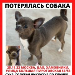 Подробнее об объявлении «Москва Пропала собака чихуа хуа голубая» Фото: пропала собака Чихуахуа «Москва Пропала собака чихуа хуа голубая» в г. Москва