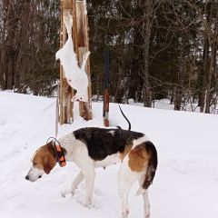 Подробнее об объявлении «Пермь Пропала собака» Фото: пропала собака Гончая «Пермь Пропала собака» в г. Пермь