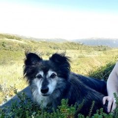 Подробнее об объявлении «Санкт-Петербург Пропала собака кобель калининский район» Фото: пропала собака  «Санкт-Петербург Пропала собака кобель...» в г. Санкт-Петербург