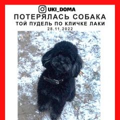 Подробнее об объявлении «Санкт-Петербург Пропала собака» Фото: пропала собака Пудель «Санкт-Петербург Пропала собака» в г. Санкт-Петербург