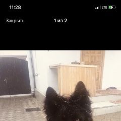 Подробнее об объявлении «Прохладный Пропала собака кобель» Фото: пропала собака Немецкая овчарка «Прохладный Пропала собака кобель» в г. Прохладный