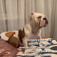 Подробнее об объявлении «Пропала собака Ростов-на-Дону» Фото: пропала собака Английский бульдог «Пропала собака Ростов-на-Дону» в г. Ростов-на-Дону