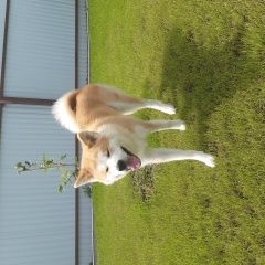 Подробнее об объявлении «Орск Пропала собака кобель» Фото: пропала собака Акита-ину «Орск Пропала собака кобель» в г. Орск